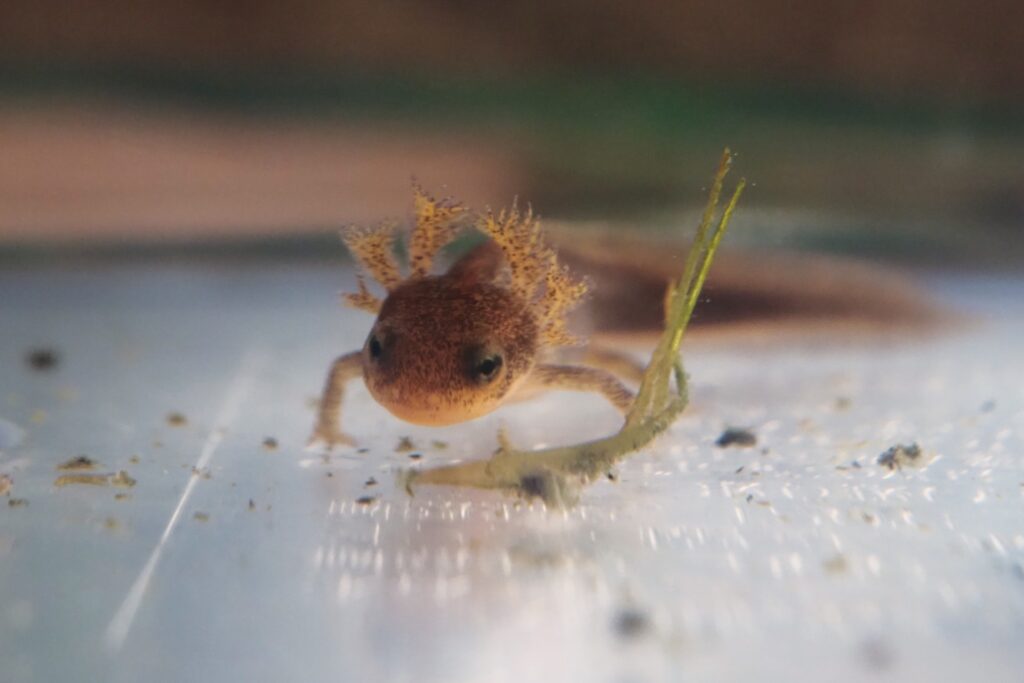 アマミシリケンイモリの幼生の画像