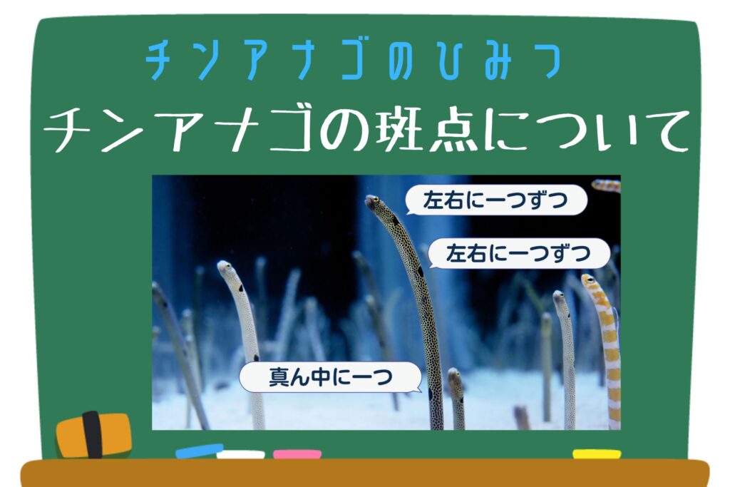 チンアナゴのひみつ - チンアナゴの斑点について